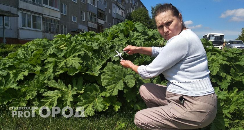 "Разбирайтесь с государственными землями": ярославцы о штрафах за борщевик