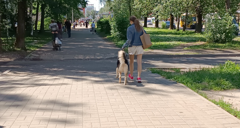 Выгул людей запрещен: ярославцы о штрафах за прогулки с собаками