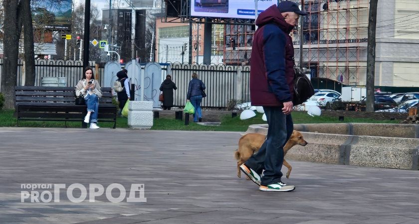 В Ярославле ищут свидетелей нападения двух опасных пород собак в Брагино