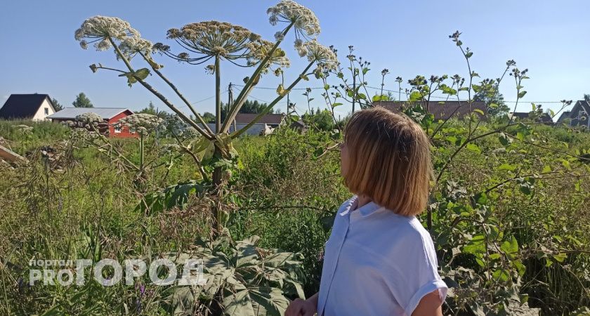 Ярославцы предложили отдавать народу городскую землю с борщевиком