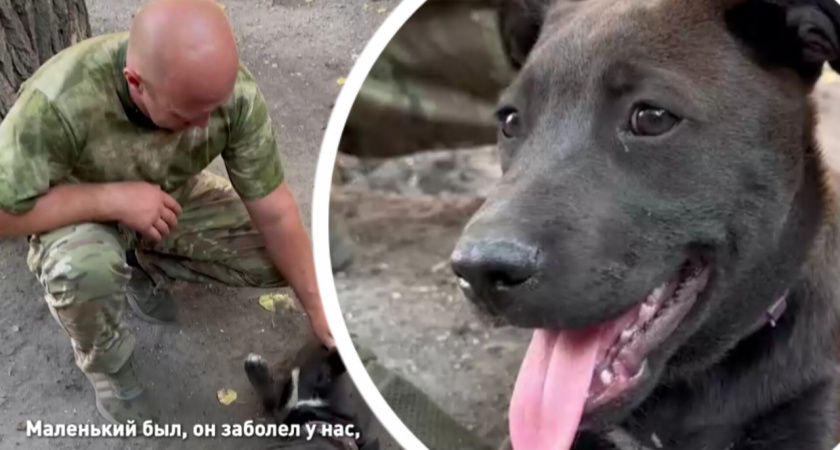 Щенок помогает на СВО бойцам Толбухинского дивизиона