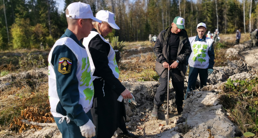 В Ярославской области высадили более 2000 тысяч елей 