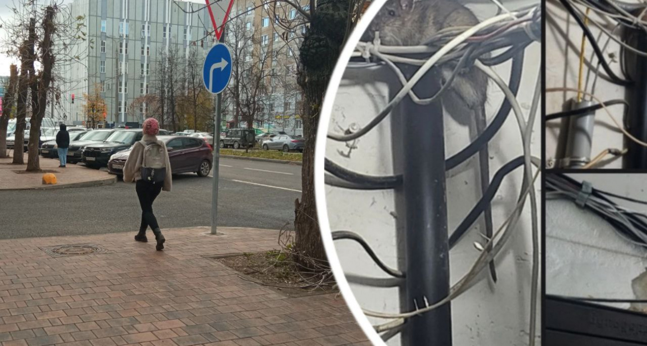 Дом на Резинотехнике заполонили крысы