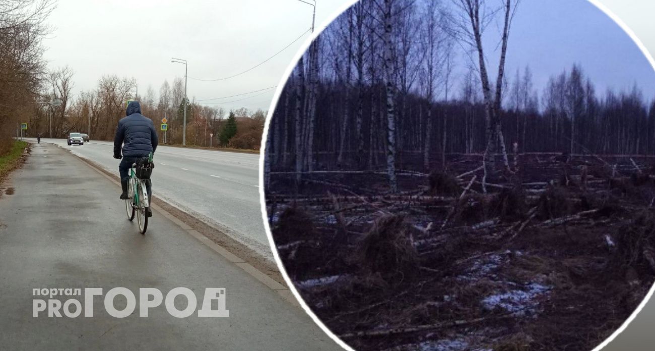 Ярославцы просят Бастрыкина остановить массовую вырубку деревьев