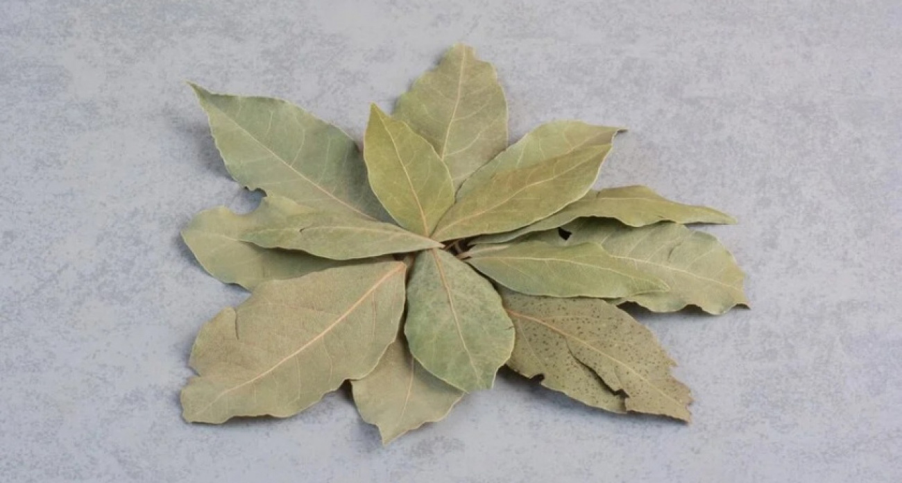 Магический лавровый лист в кошельке: как это действует на благополучие