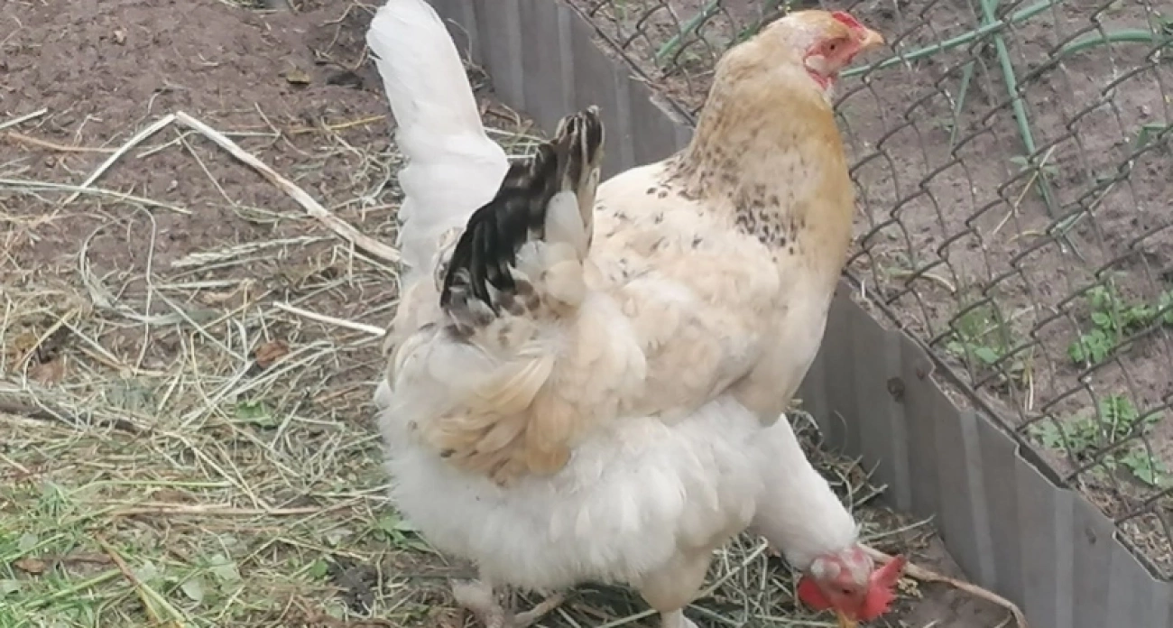 Эффективная подкормка утром: яйценоскость повысится в 2 раза — старушки будут соревноваться с молодками