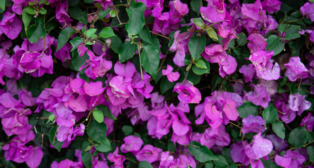 Роскошные петунии: сеем в саду бесхлопотный цветок — цветастые облака вытекают «пеной» из кашпо