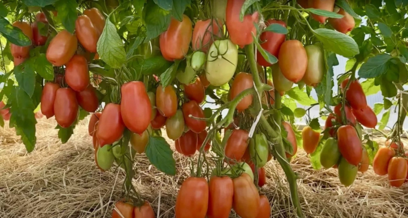 Щедрый помидорный рай: на этом раннем сорте томата плодов больше, чем листьев — низкие кусты завалят урожаем