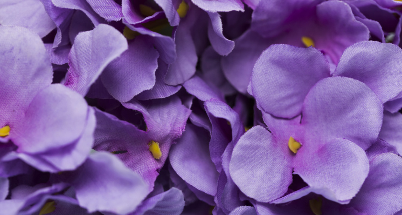 Роскошная фиалка будет покрыта цветами круглый год: 1 чайная ложка удобрения запустит бутонизацию