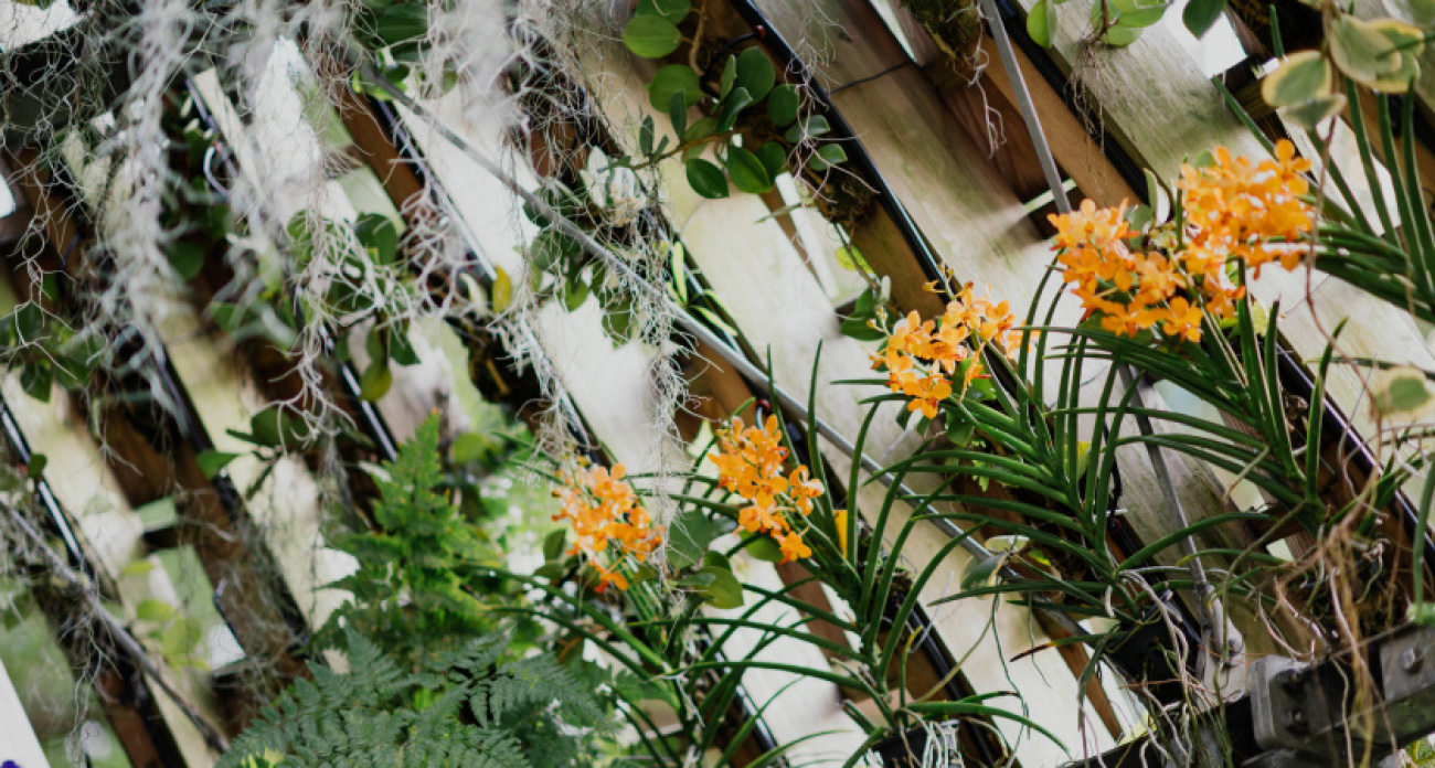 Обворожительный цветок, но агрессивный: эту лиану никогда не посадит умный агроном