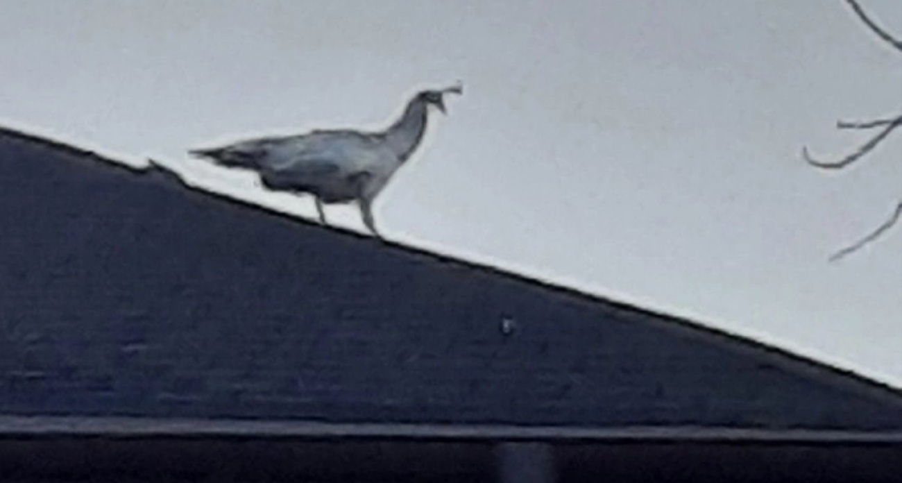 В Ярославской области на крыше дома заметили паву