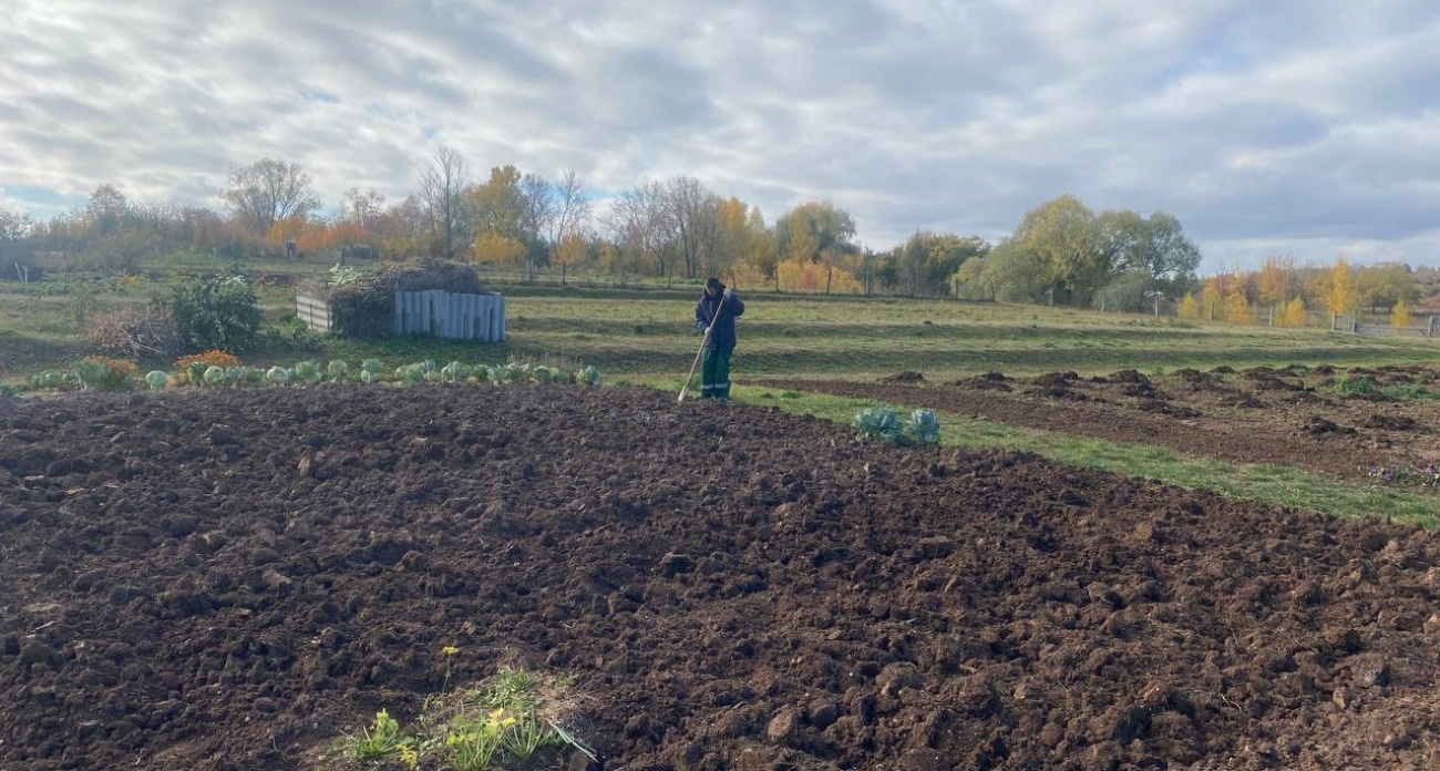 Дачников оставят без второго хлеба: за посадку картошки на участке будут нещадно штрафовать