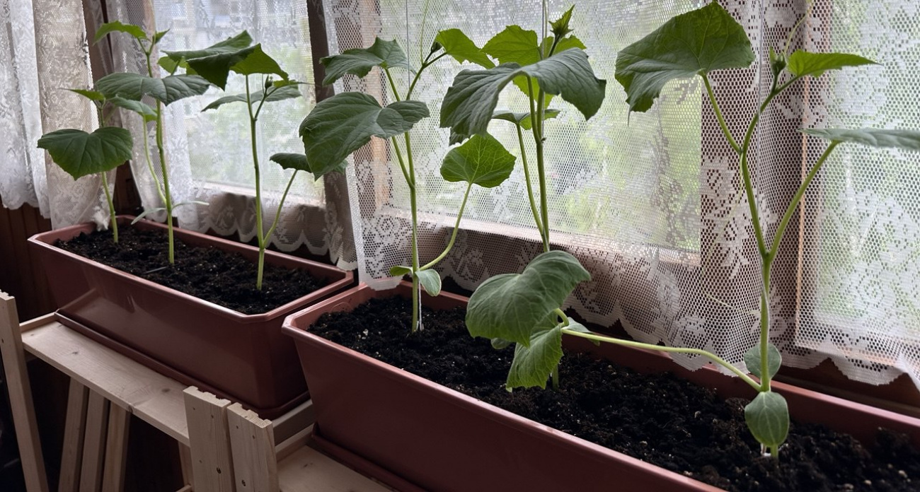 Простой секрет с луковой шелухой: бабушка научила делать лучшее удобрение для рассады