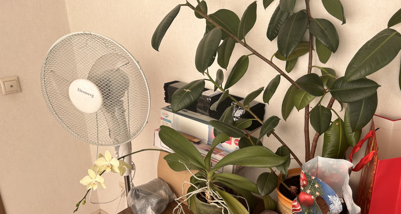 Чудесные комнатные растения: эти 3 цветка притягивают деньги, любовь и защиту