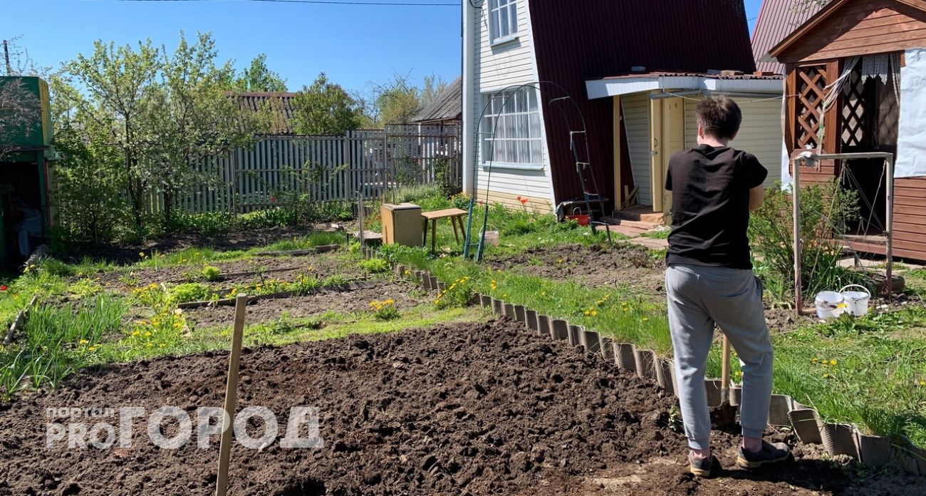 Огородники из Ярославля взвыли от высоких цен на саженцы