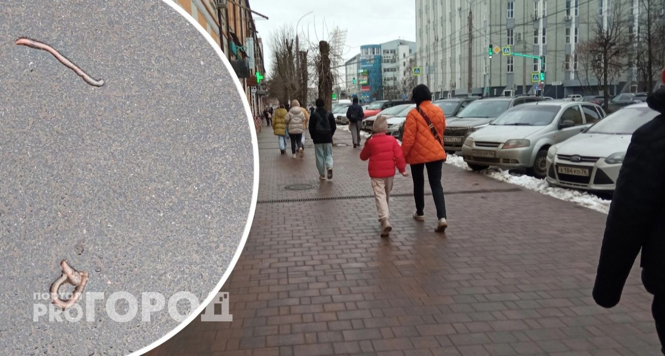 Червяки в Ярославле стали предвестниками теплой весны