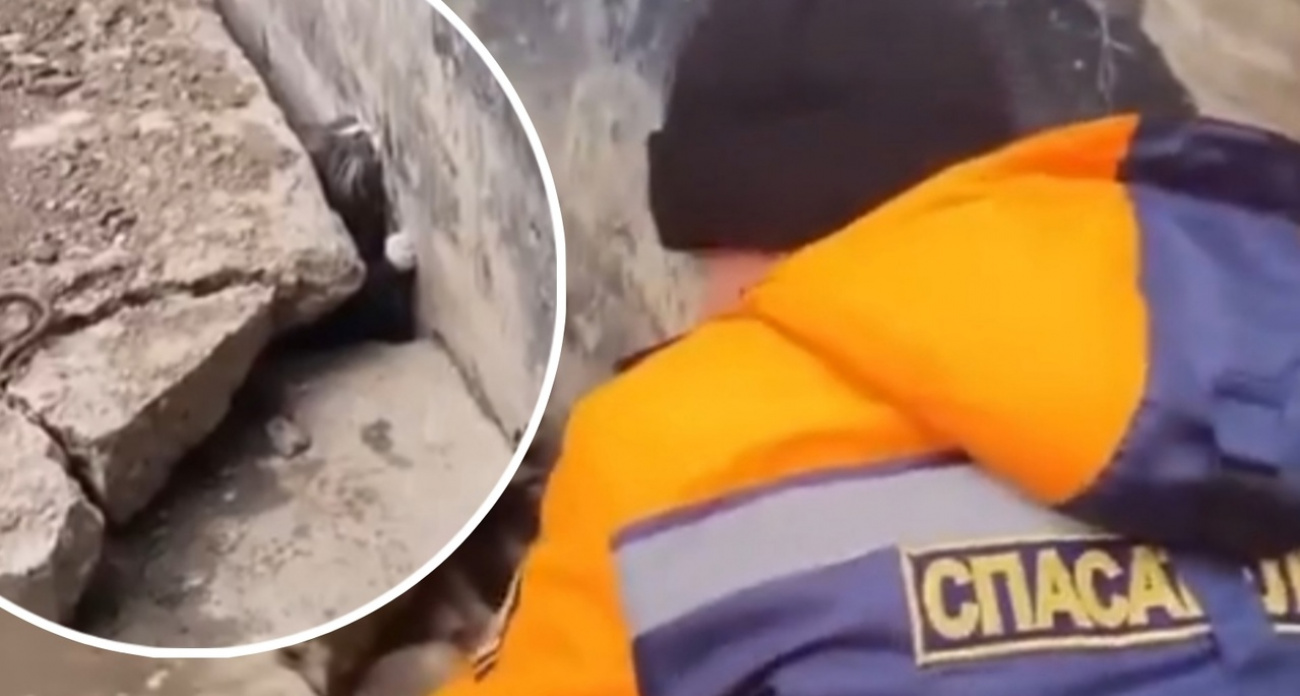 В Рыбинске развернулась операция по спасению расплющенного кота