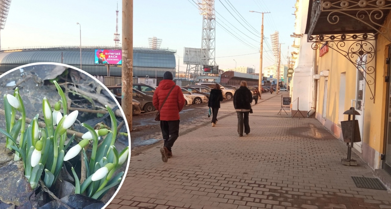 В Ярославле выросли первые подснежники