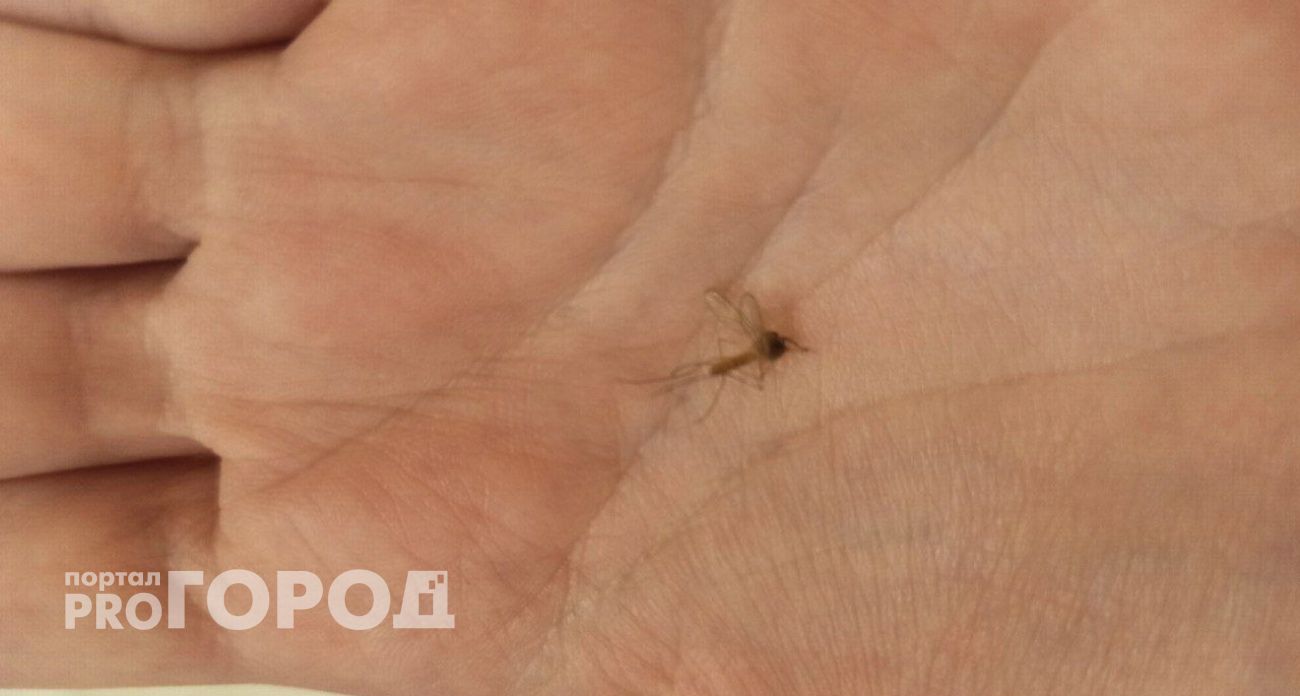 Нашествие комаров из-за снегопадов ожидает Ярославскую область