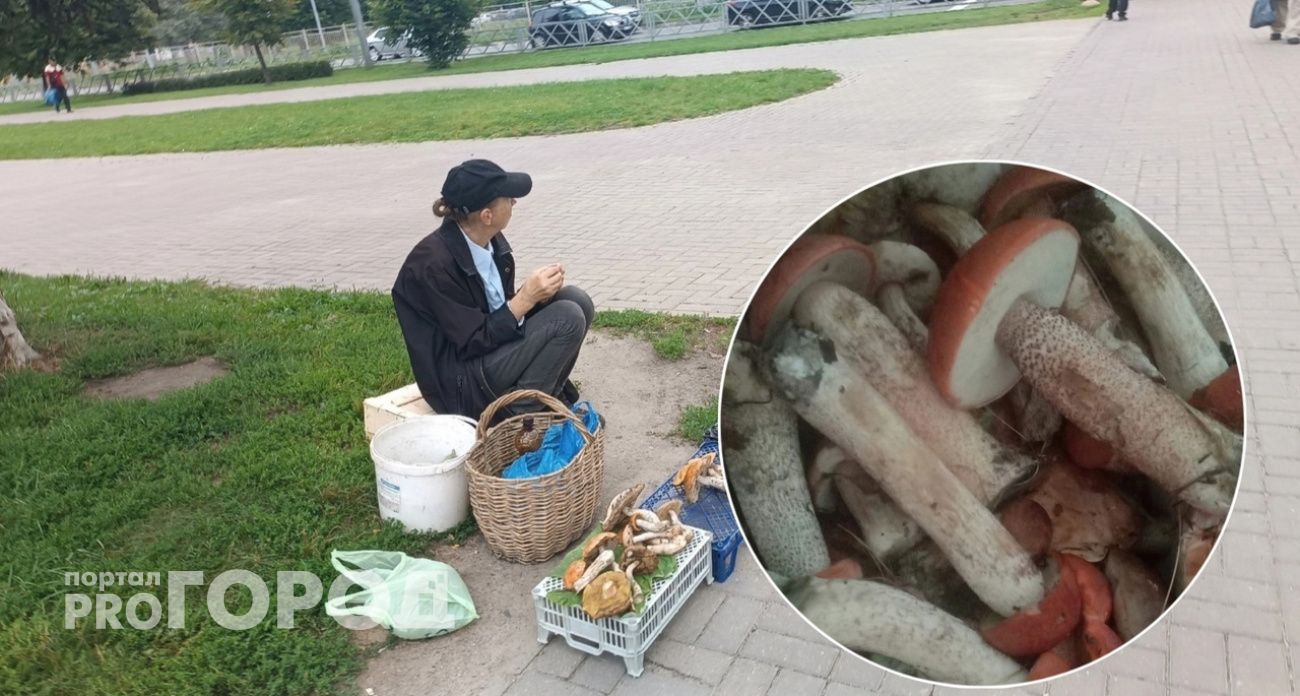  За сбор этих грибов россиянам грозит до 9 лет тюрьмы