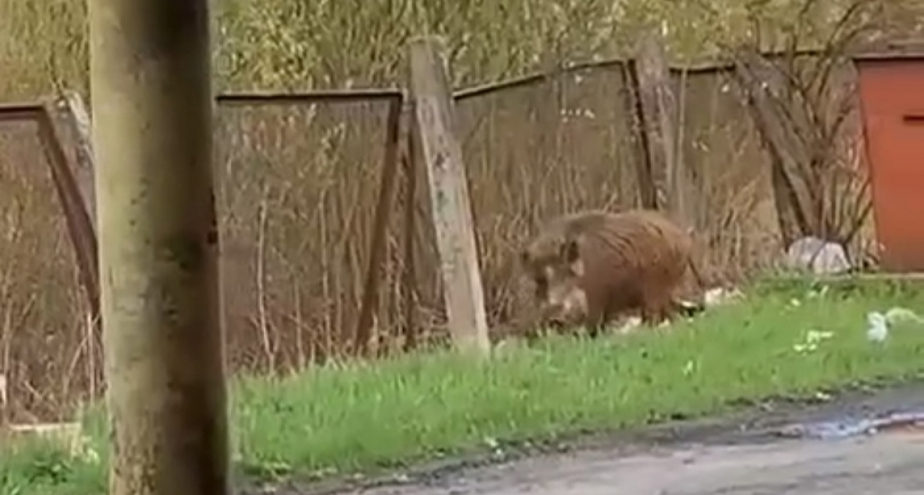 Кабан ворвался на хлебзавод в Ярославской области