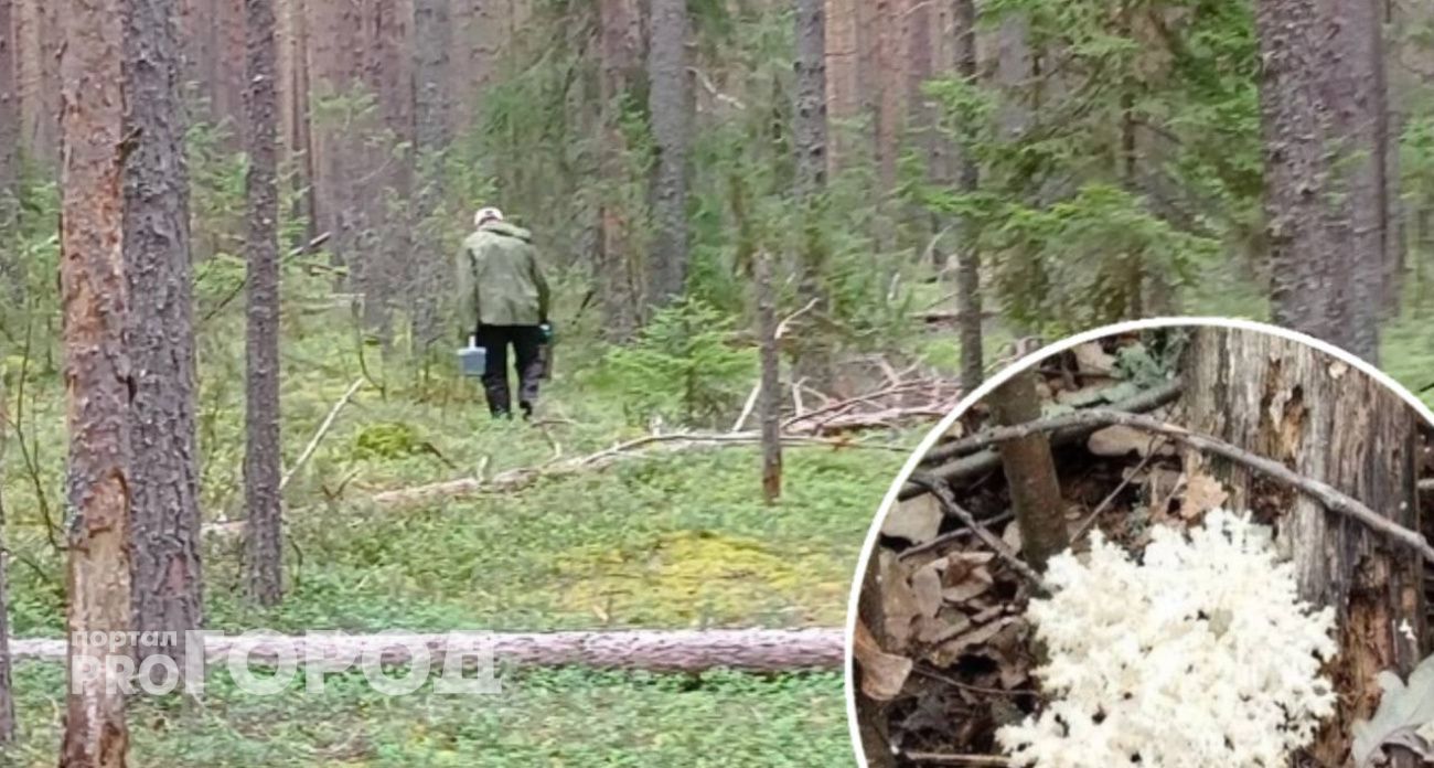 Где найти трюфели в Ярославле