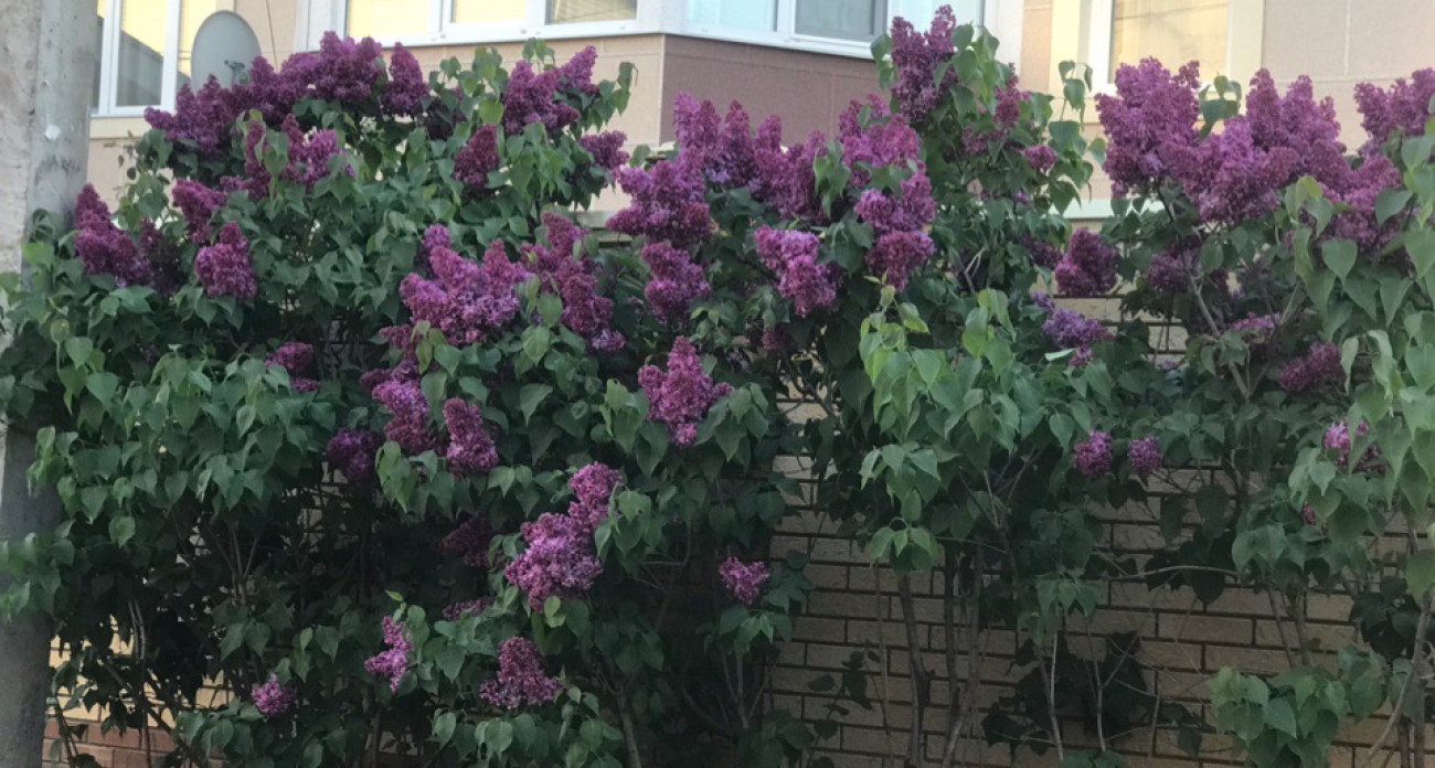 Попадете на полмиллиона за сирень: как привычное действие может лишить свободы