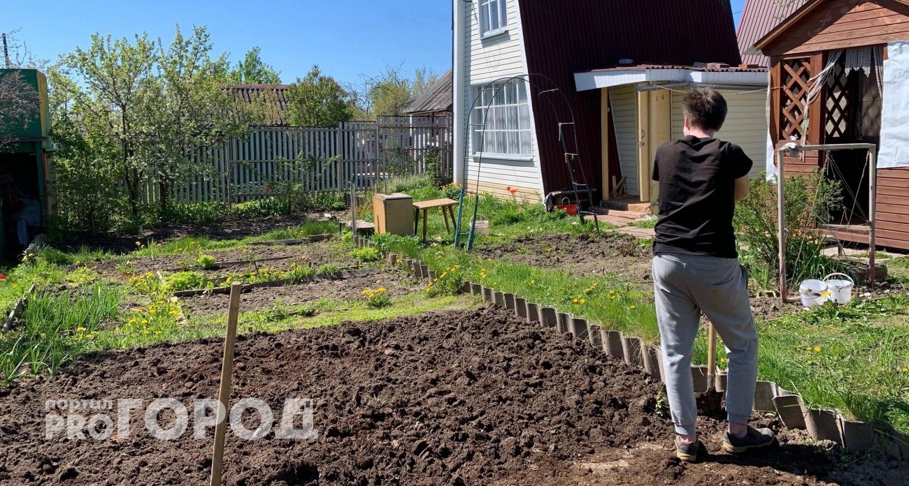 Какие овощи дадут урожай в тени: советы ярославских дачников