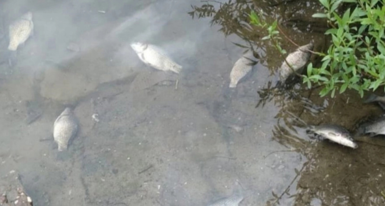 Мор рыбы засняли в Заволжском районе Ярославля