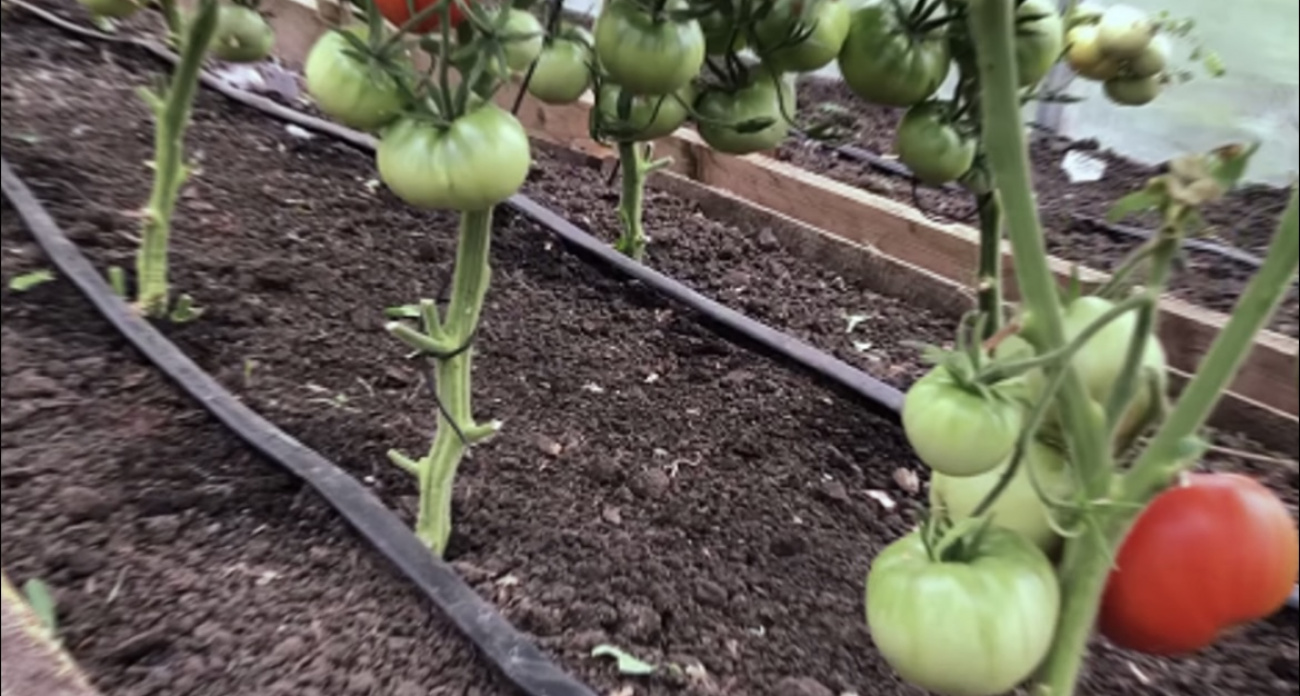 Овощи и фрукты начнут плодоносить как сумасшедшие: всего 7 советов для огромного урожая