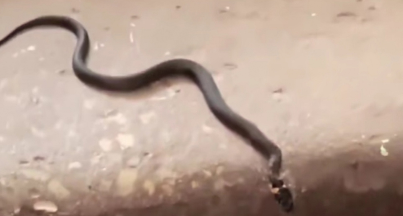 В Рыбинске змея заползла в многоквартирный дом: "неожиданное соседство"