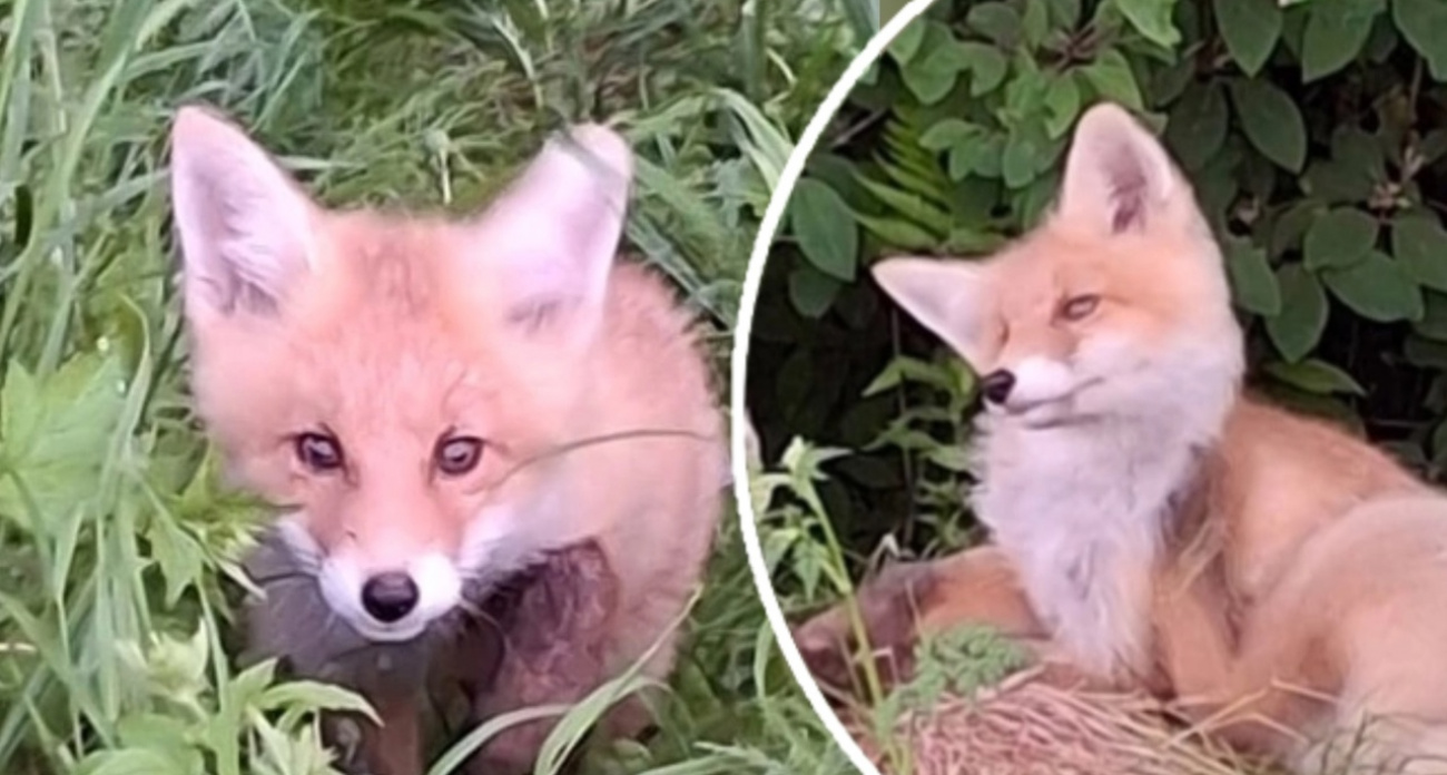 Многодетной лисе в Шакше ярославцы помогают выкормить лисят