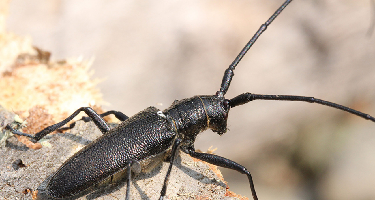 В ярославских лесах нашли пожирателя деревьев