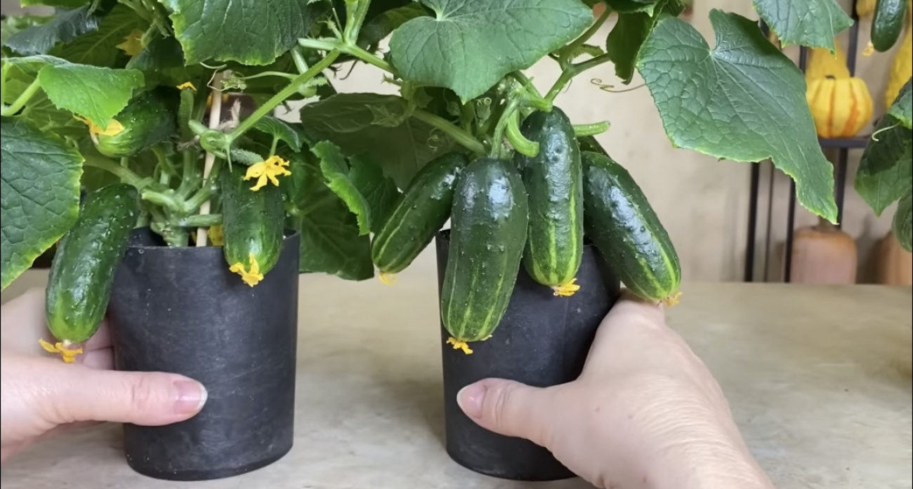 В восторге и родители и дети: как вырастить огурцы в обычном стакане прямо дома
