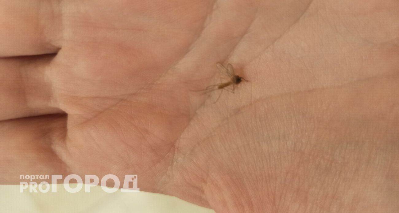 Три ложки шампуня - и комары навсегда исчезнут с вашей дачи