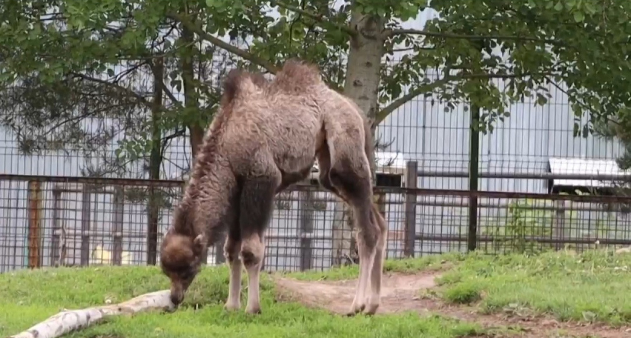 В Ярославском зоопарке родился верблюжонок