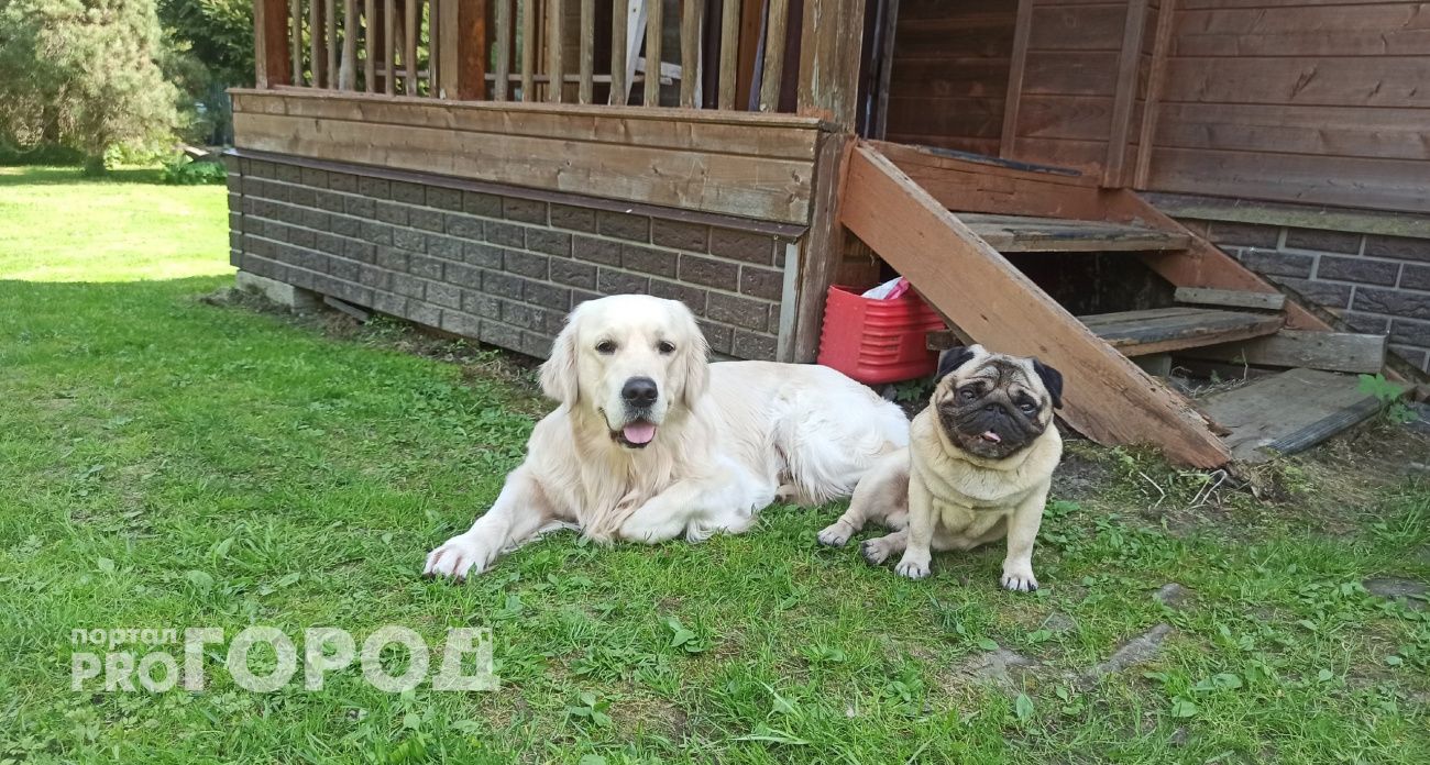  Дачникам из Ярославля сделают перерасчет за электричество за год