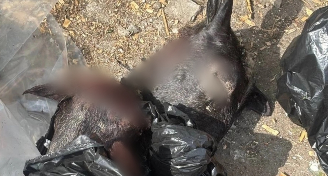 В Ярославле обнаружили мешок с бараньими головами