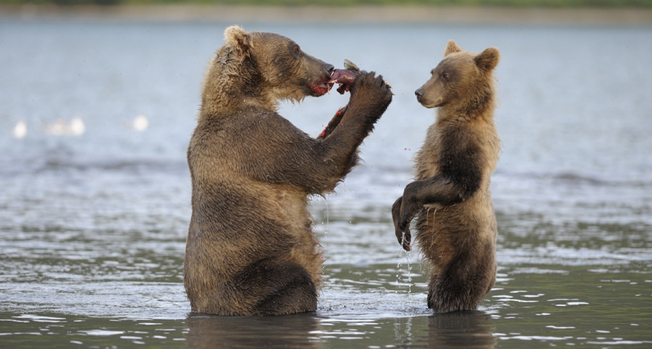 Стартовали съемки нового семейного фильма о животных