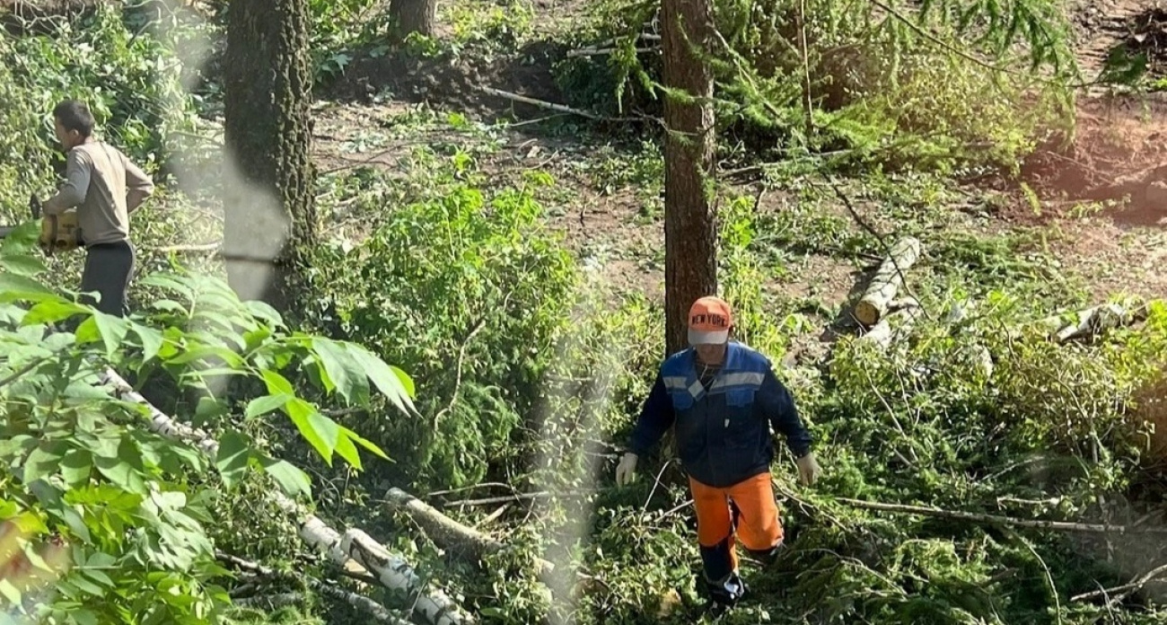 Ярославцы против массового спила деревьев: "А точно ли только больные спиливают?"