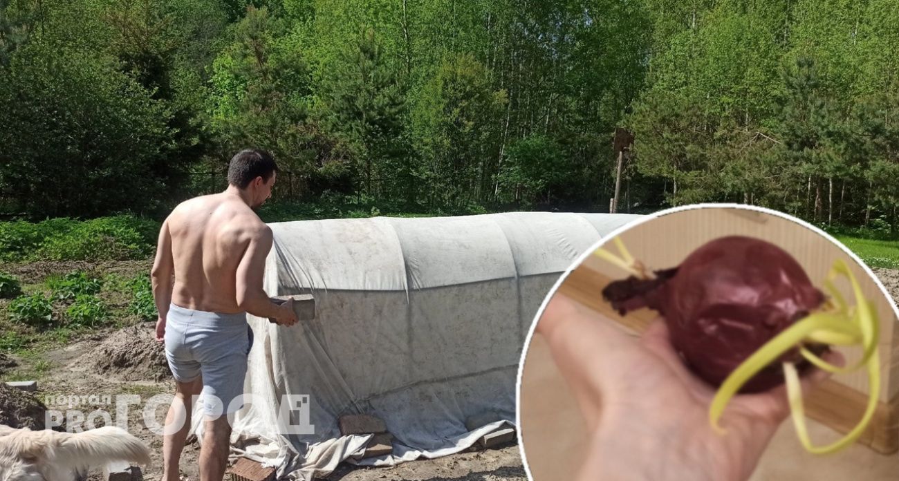 Щепотка соли - и паразиты навсегда отстанут от лука: лайфхак от ярославской дачницы