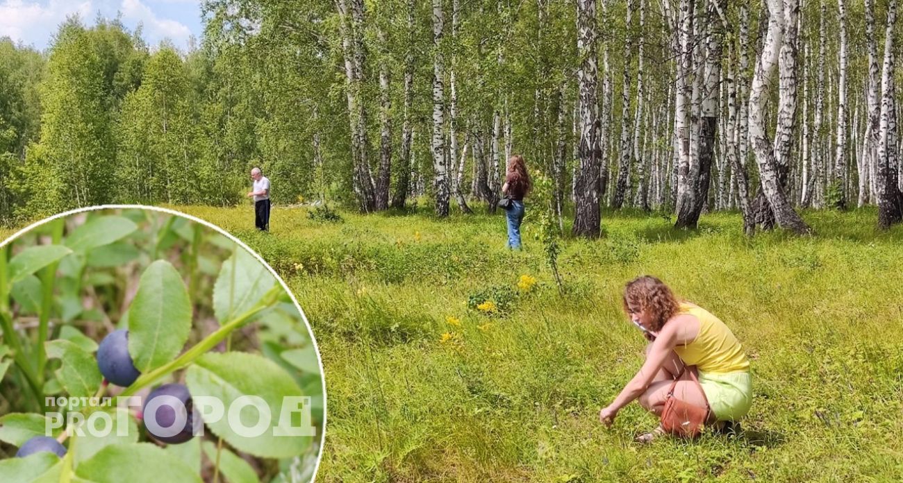 Главную ягоду долголетия начали собирать в ярославских лесах ведрами