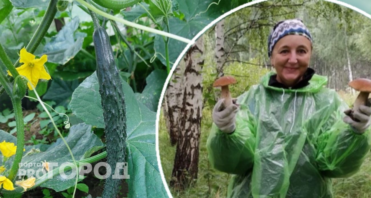 Стакан с водой - и китайские огурцы будут расти как на дрожжах: совет от ярославской дачницы