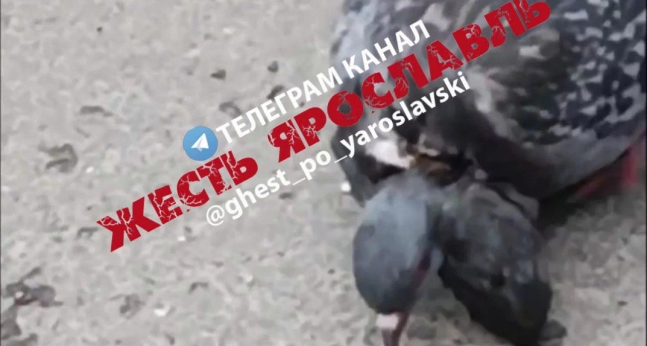 Экологию винят в появлении двухголовых голубей в Ярославле