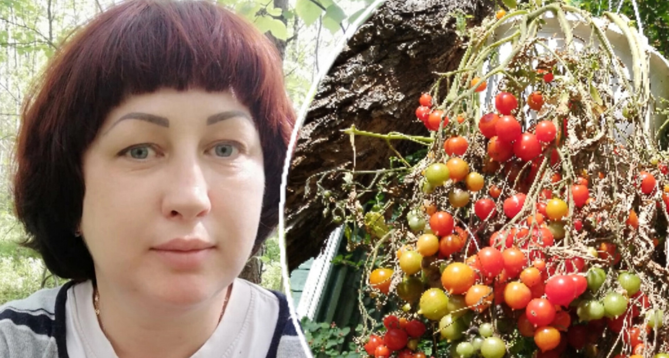  Уже на столе: дачница из Ярославля на балконе вырастила помидоры в июне 