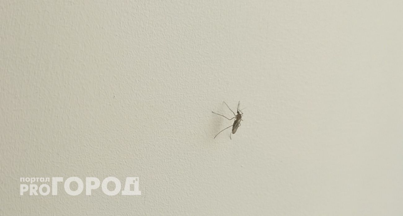 Эти цвета отпугнут комаров: совет от ярославца