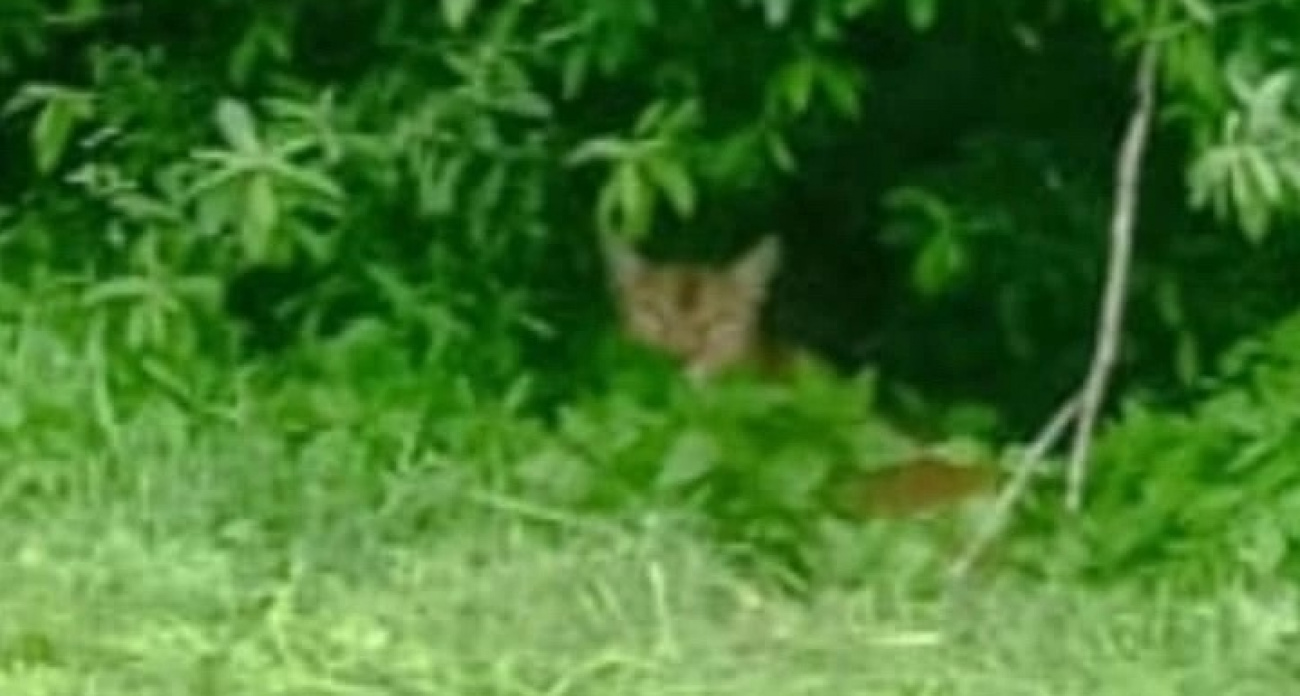 Опасное экзотическое животное увидели под Ярославлем