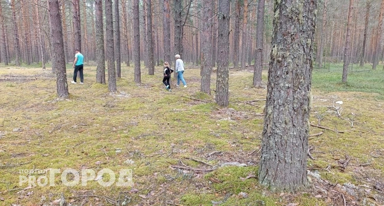 Назвали лучшие грибные места 2025 в Ярославской области 