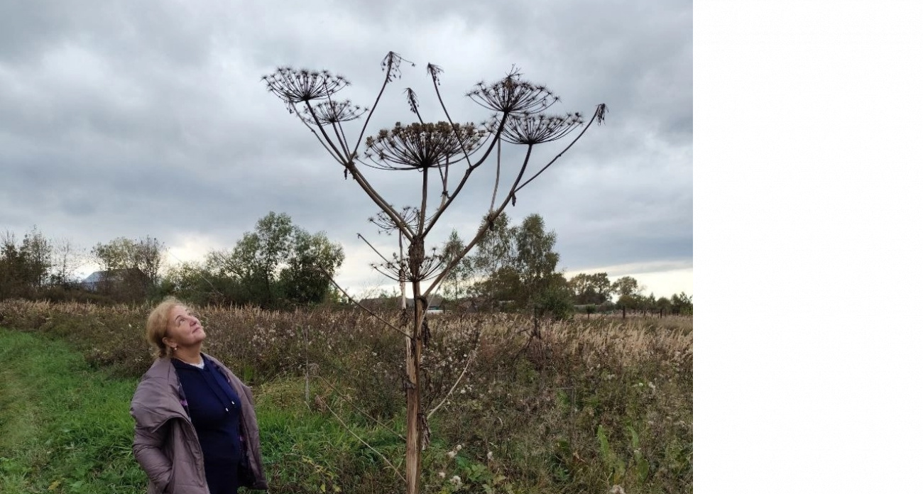 Ярославцы заплатили более 1,3 миллиона за борщевик на дачах