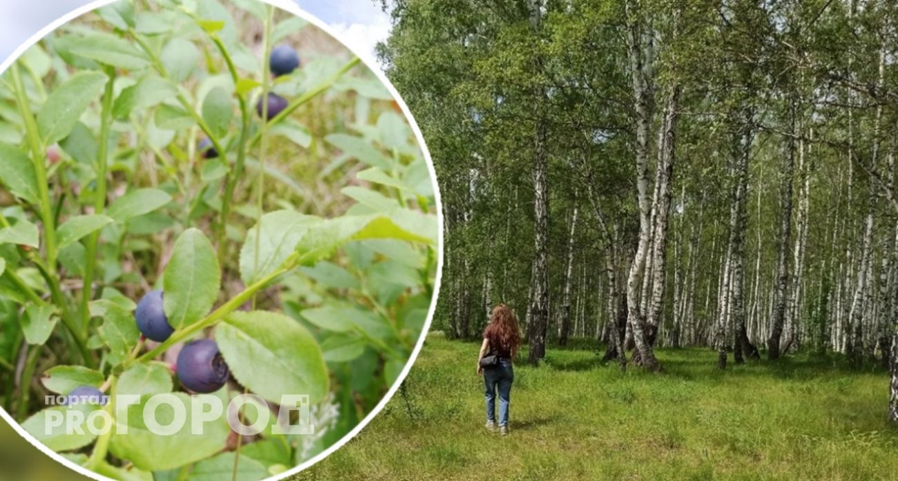 Где в лесах Ярославля можно собрать чернику